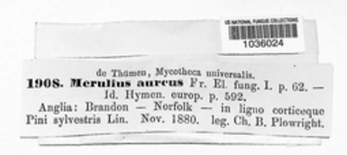 Pseudomerulius aureus image